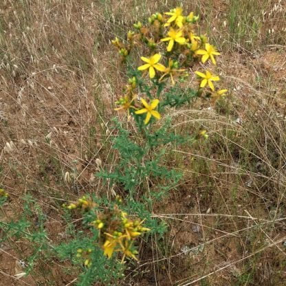 doğal sarı kantaron çiçeği