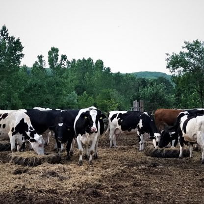 katkısız koruyucusuz süt reçeli bu ineklerin sütü ile yapıldı