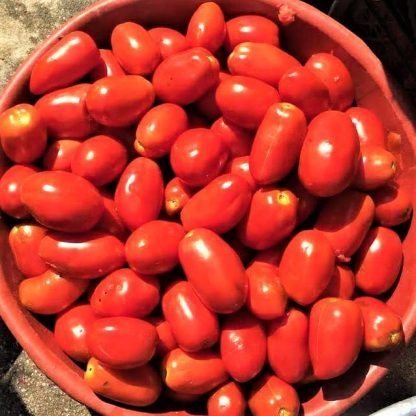 doğal salçalık domates